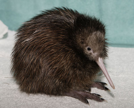 This is the Kiwi bird